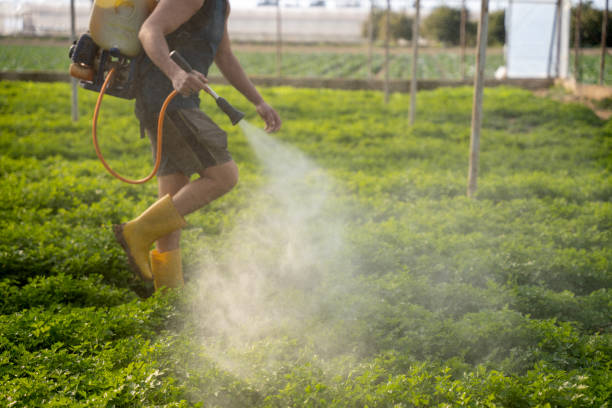 Best Commercial Pest Control Services  in Plum Grove, TX