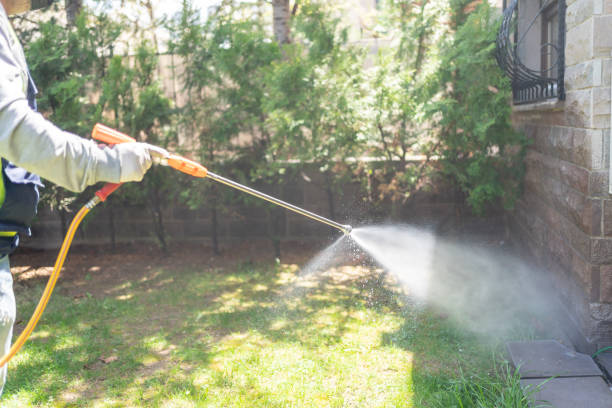 Wasp Removal Services in Plum Grove, TX