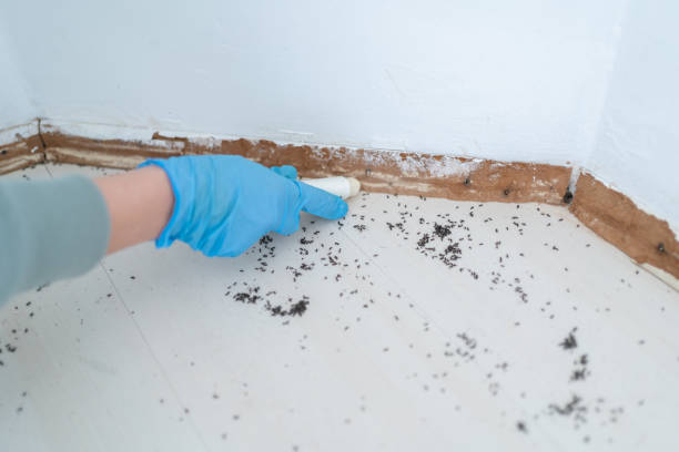 Best Best Pest Control Companies  in Plum Grove, TX