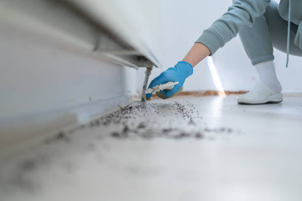 Best Flea Control Services  in Plum Grove, TX